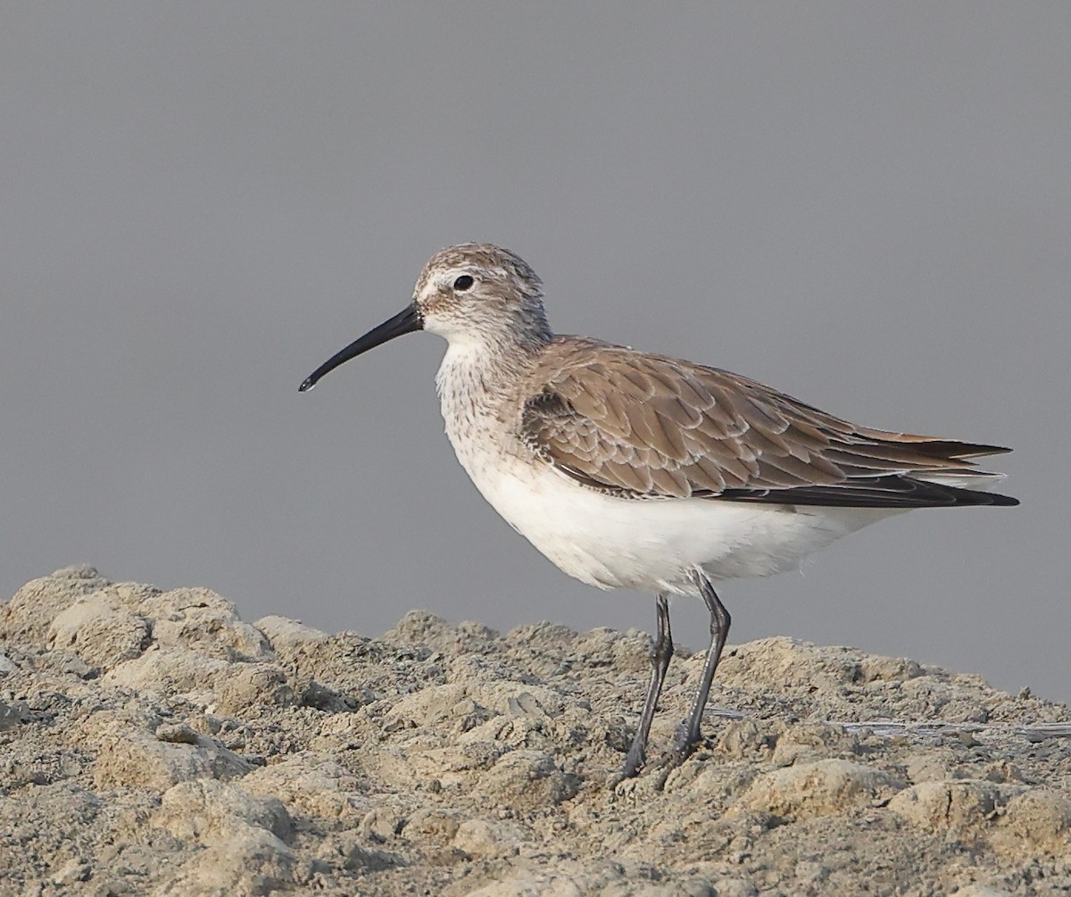 サルハマシギ - ML647088412