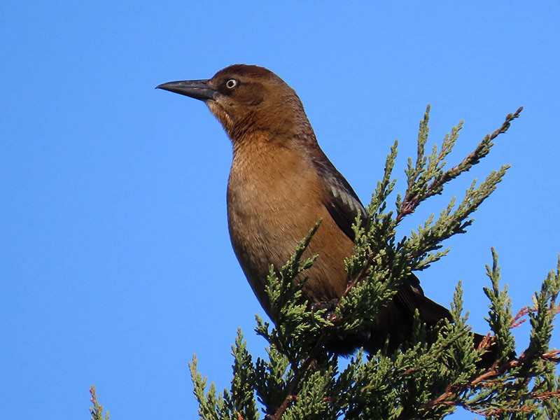 キタオナガクロムクドリモドキ - ML647088428