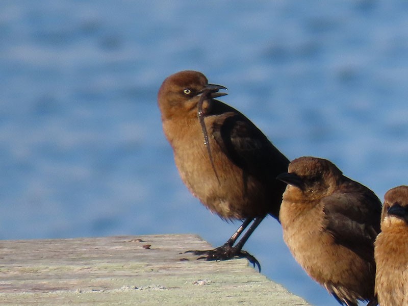 キタオナガクロムクドリモドキ - ML647088429