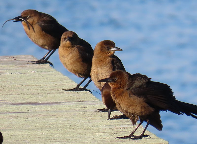 キタオナガクロムクドリモドキ - ML647088430