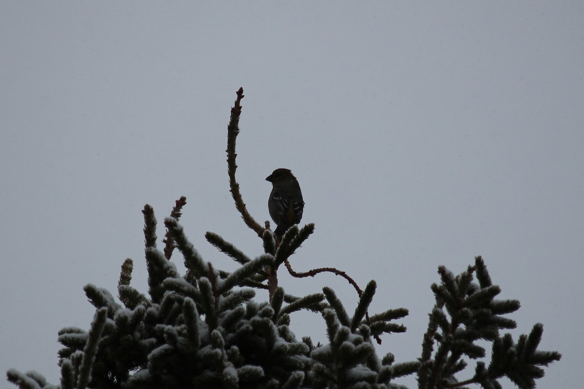 Pinu-gailupa - ML647088436