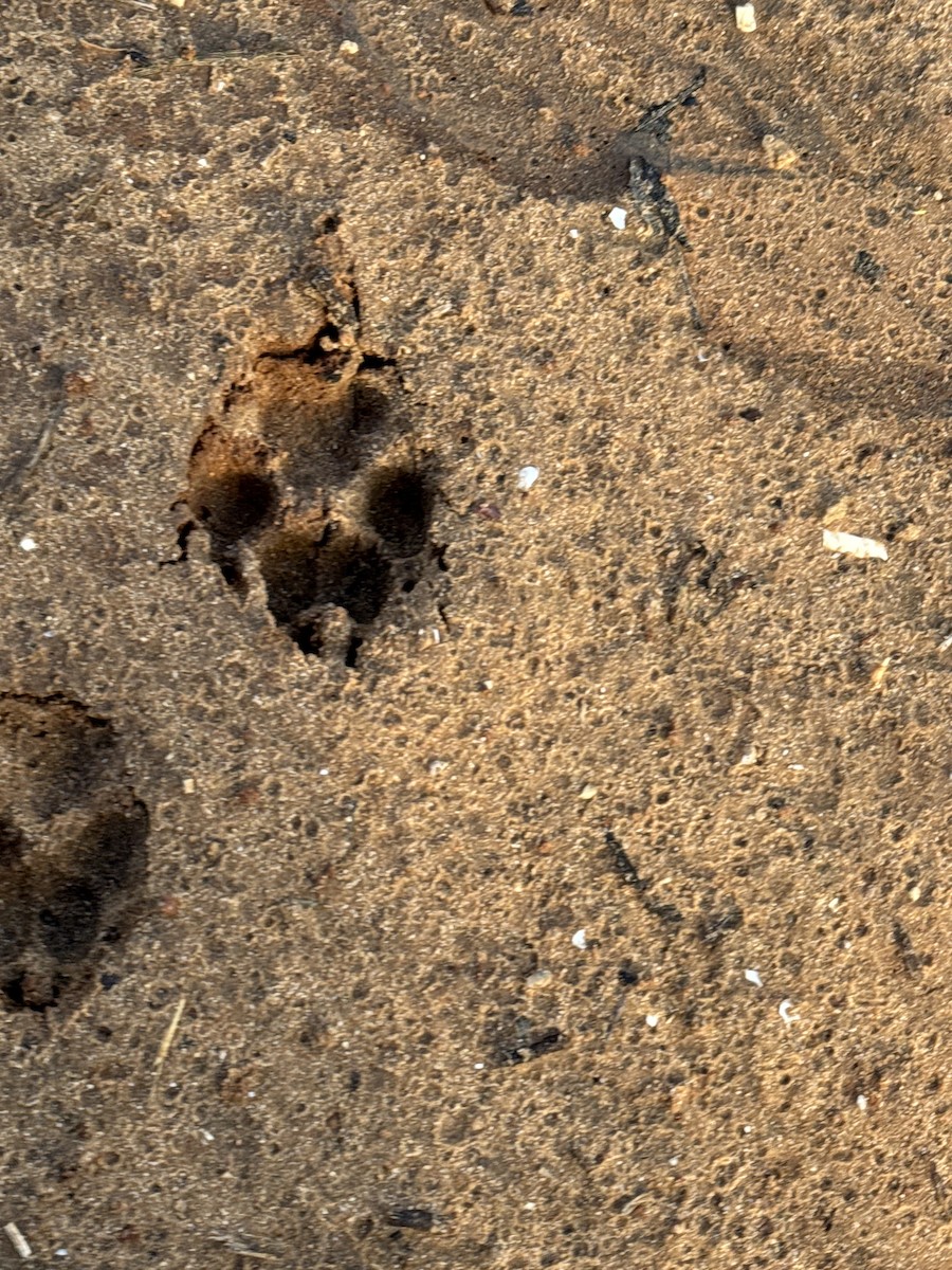 Arabian Red Fox - ML647088437