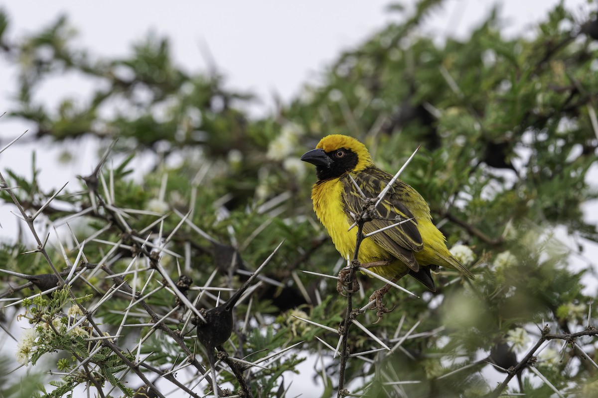 Fox Dokumacısı - ML647088439