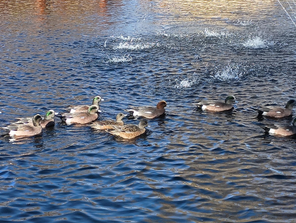 Eurasian x American Wigeon (hybrid) - ML647088441
