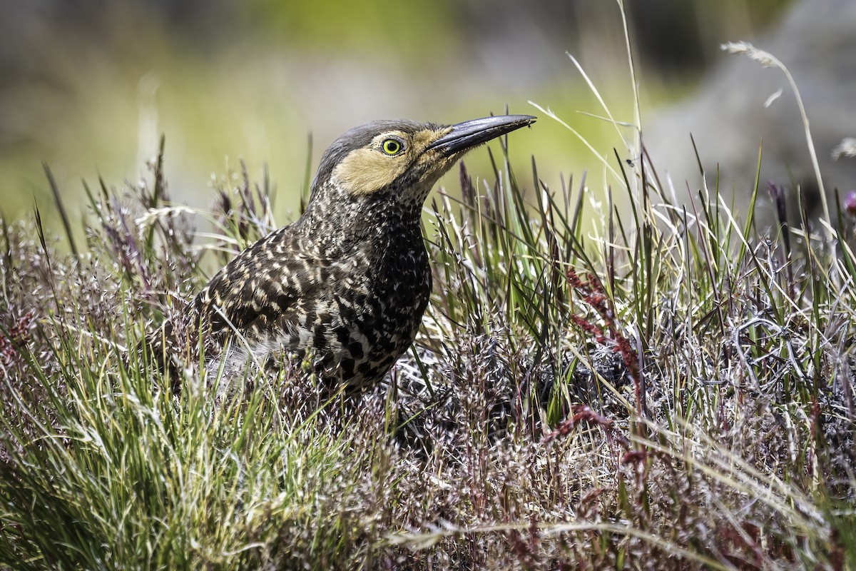 Chilean Flicker - ML647088445
