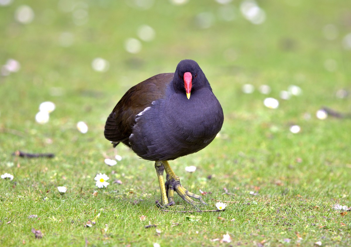 Eurasian Moorhen - ML647088448