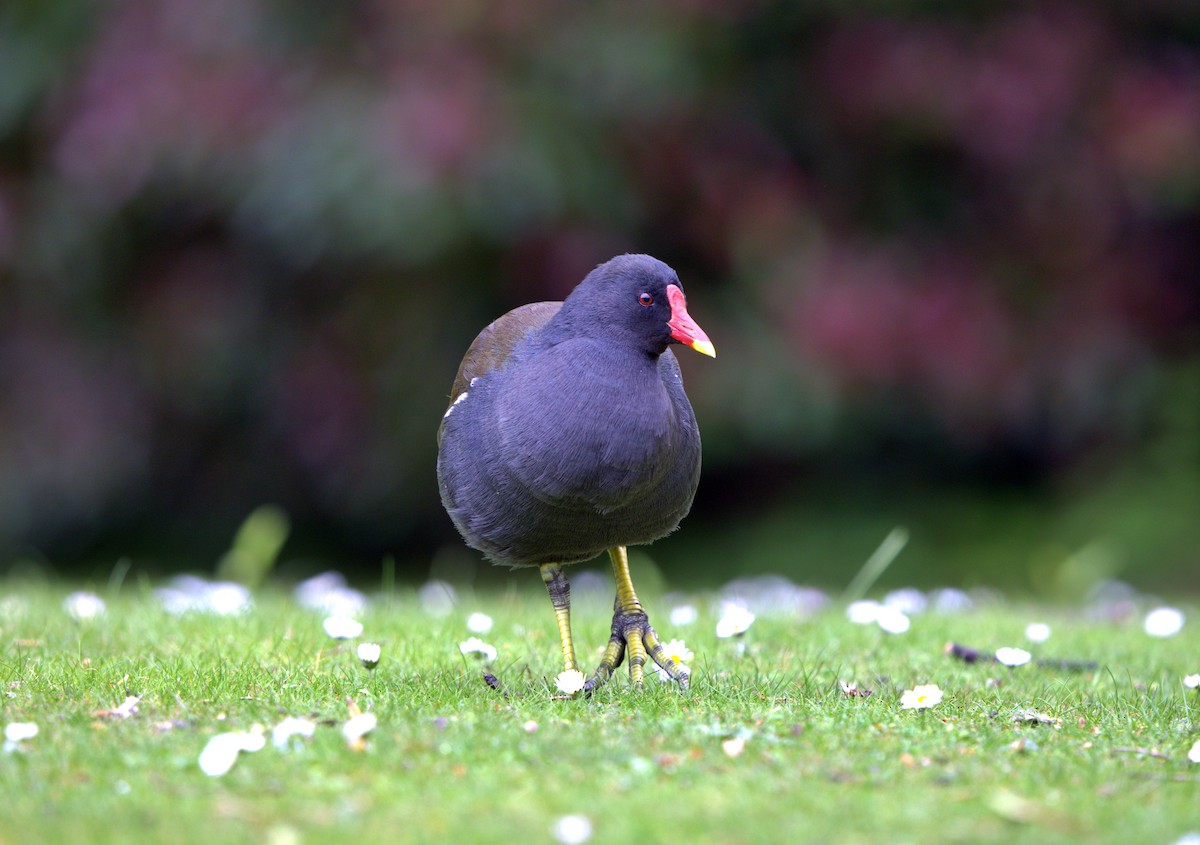 Eurasian Moorhen - ML647088449