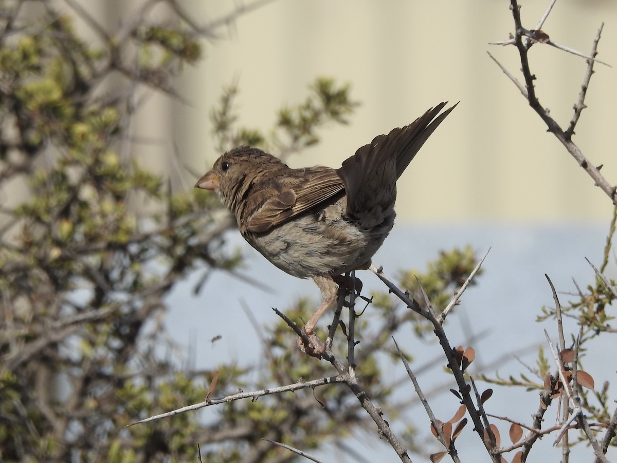 Gorrión Común - ML647088450