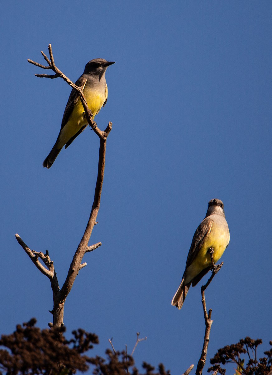 krattkongetyrann - ML647088451