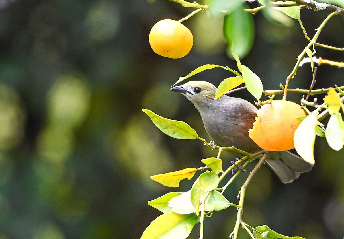 Palmentangare - ML647088455