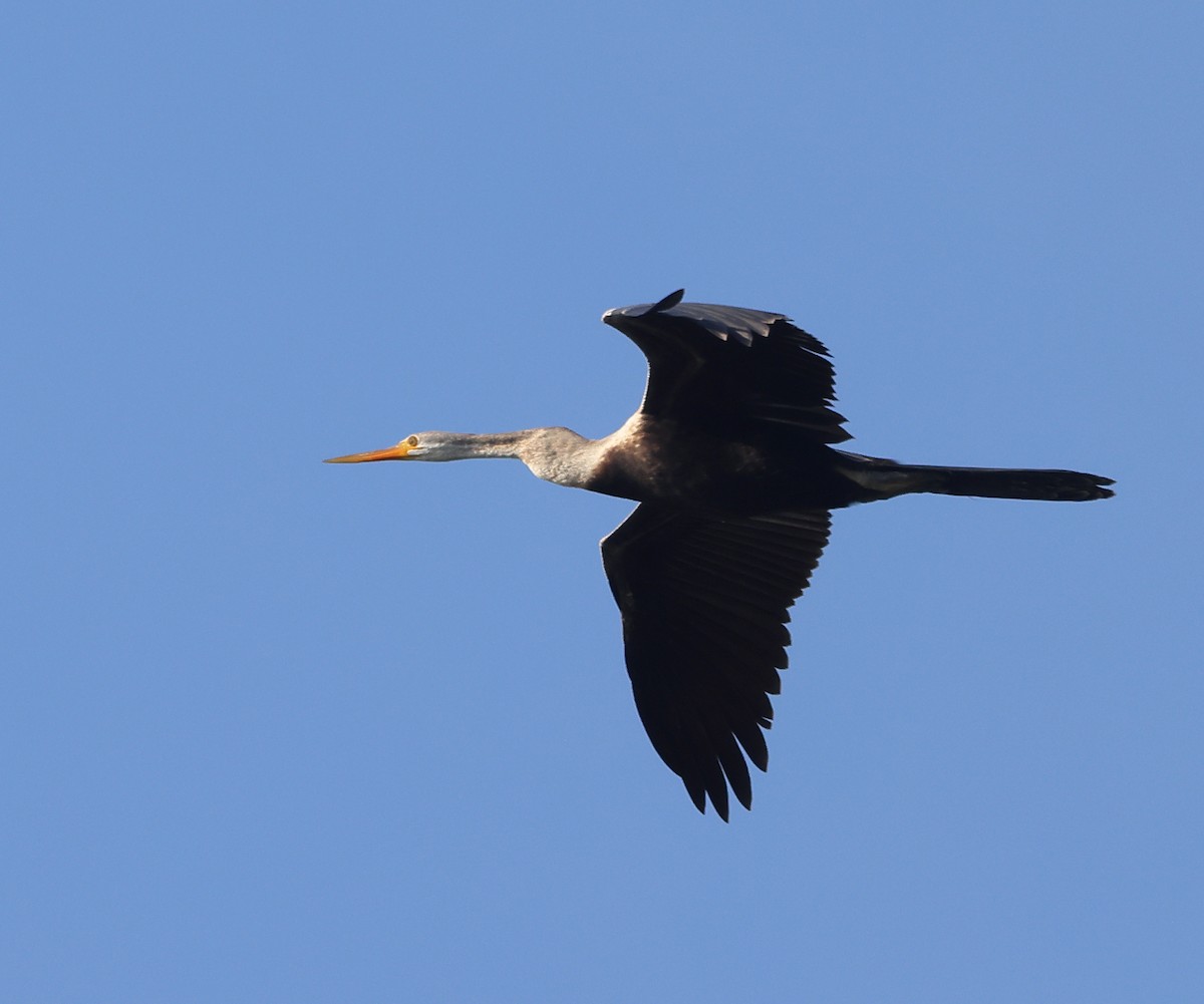 Doğu Yılanboyunu - ML647088459