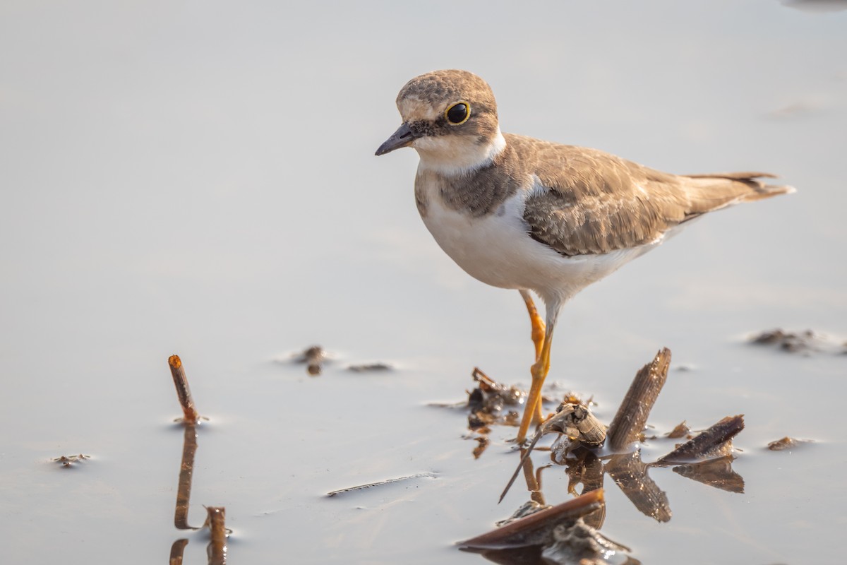 Little Ringed Plover - ML647088460