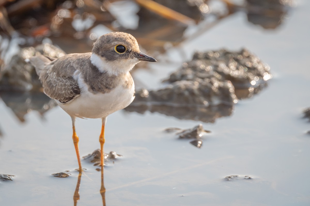 Little Ringed Plover - ML647088461