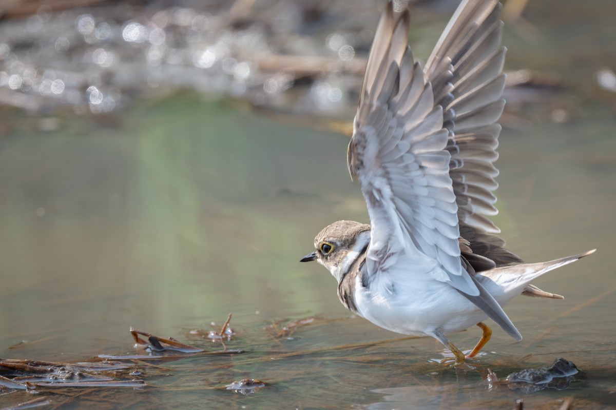 Little Ringed Plover - ML647088462