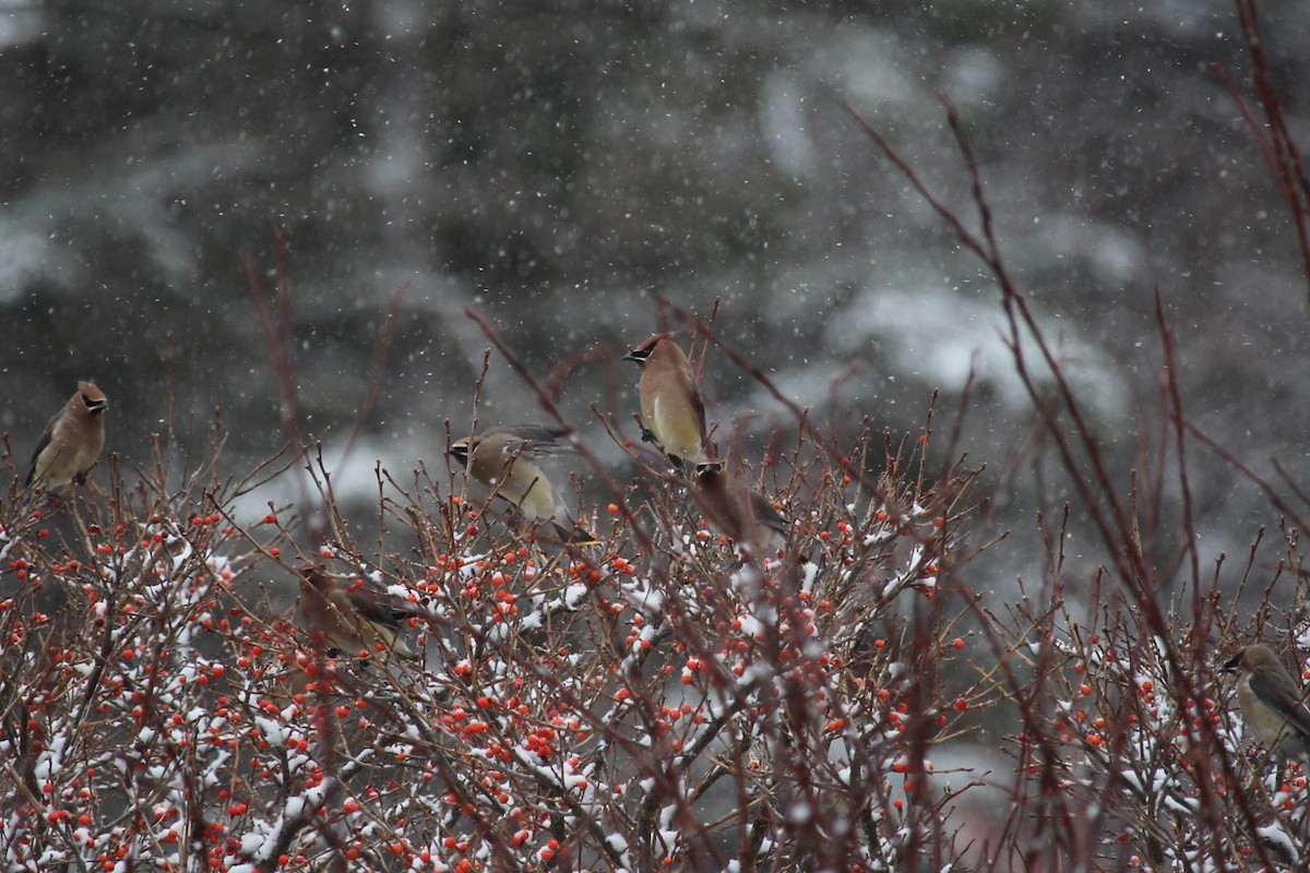 Cedar Waxwing - ML647088463