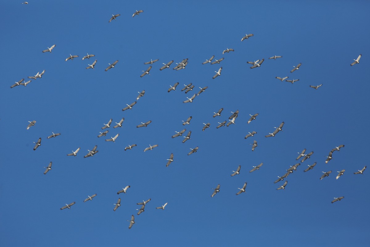 Sandhill Crane - ML647088474