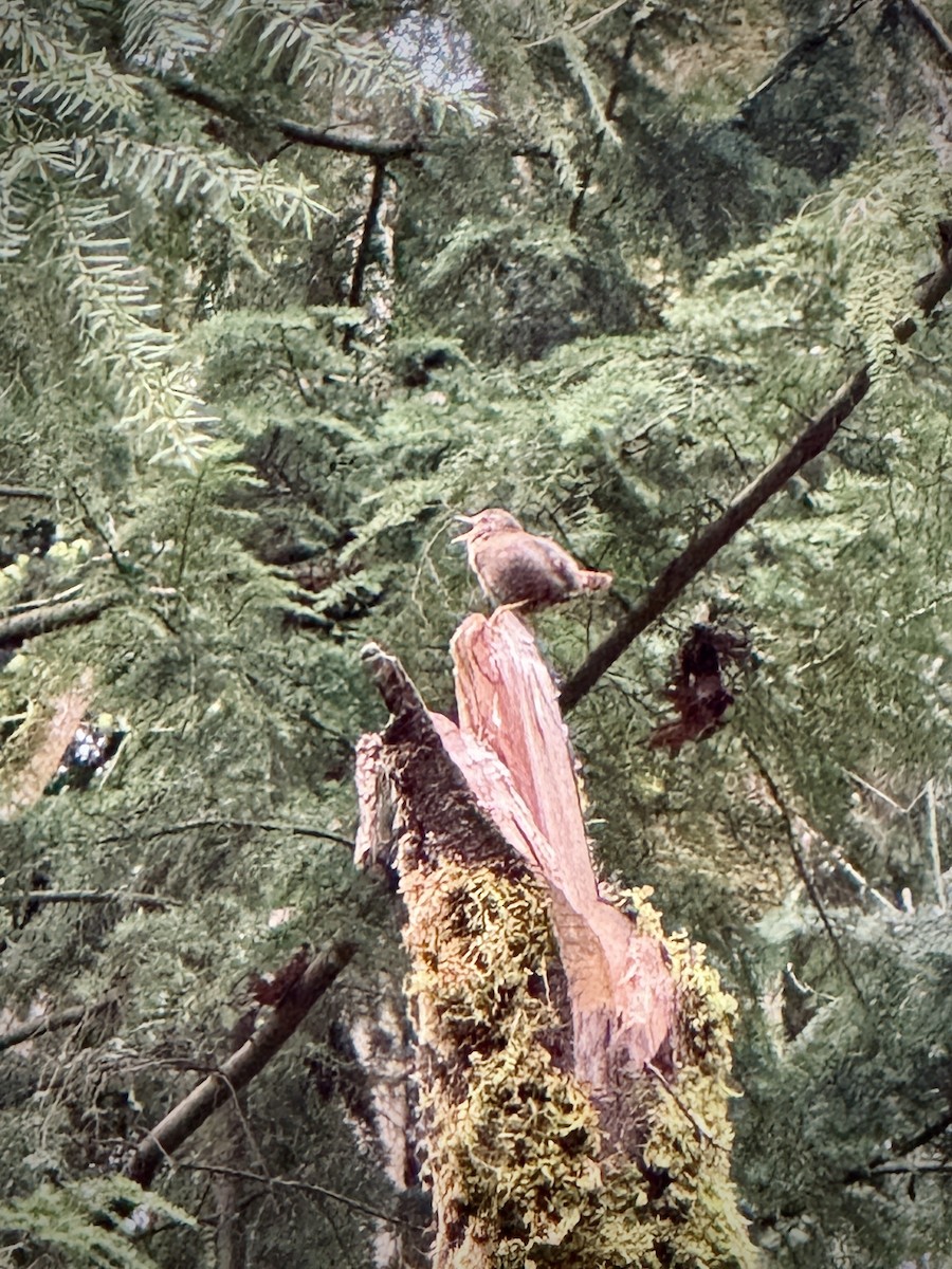 Pacific Wren - ML647088478