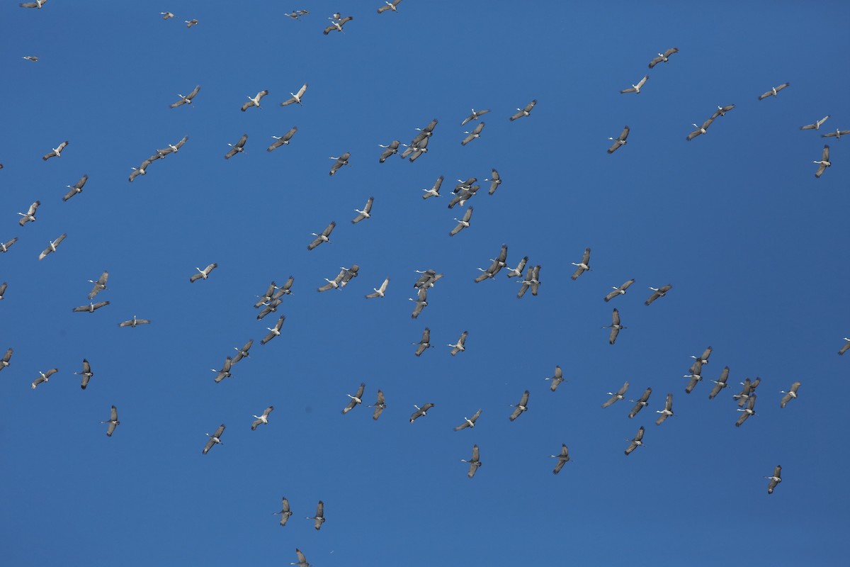Sandhill Crane - ML647088479
