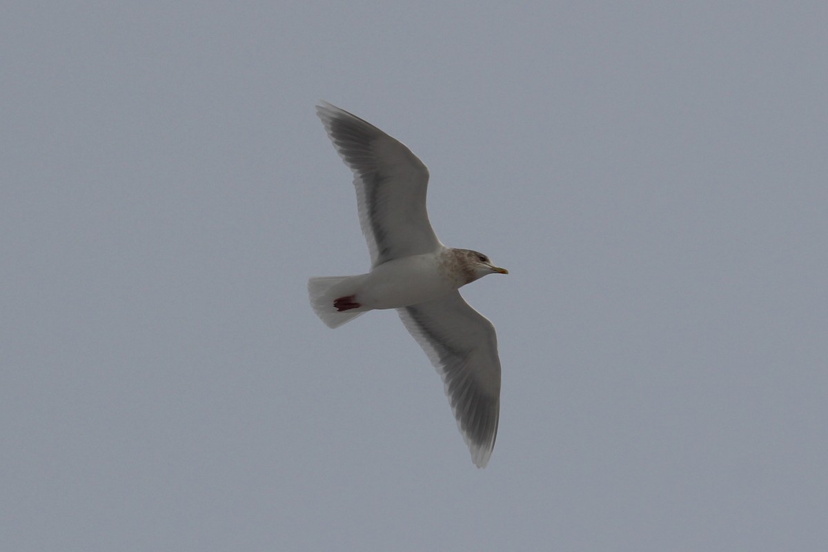 Iceland Gull - ML647088488