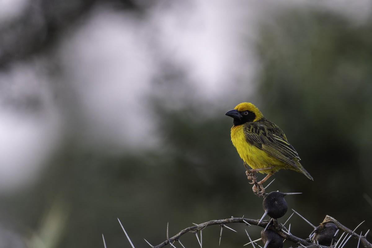 Fox Dokumacısı - ML647088491