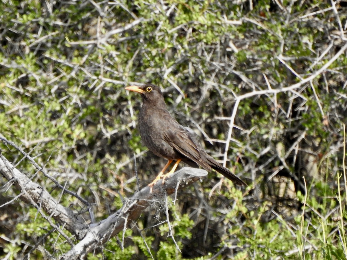 Chiguanco Thrush - ML647088495