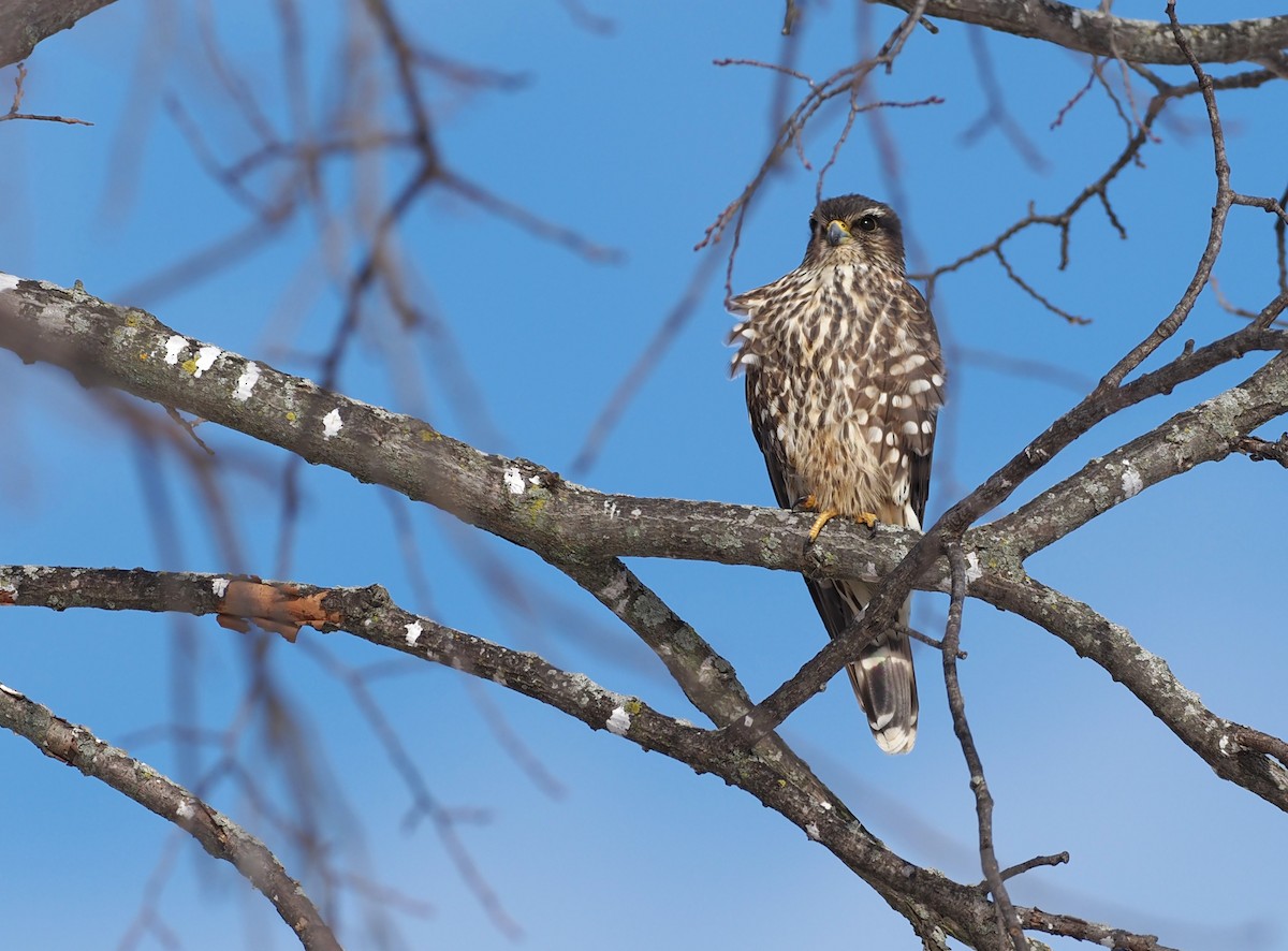 dřemlík tundrový - ML647088504