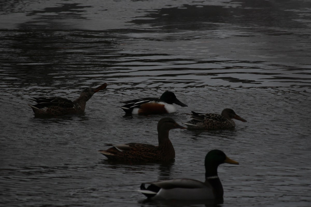 Northern Shoveler - ML647088507