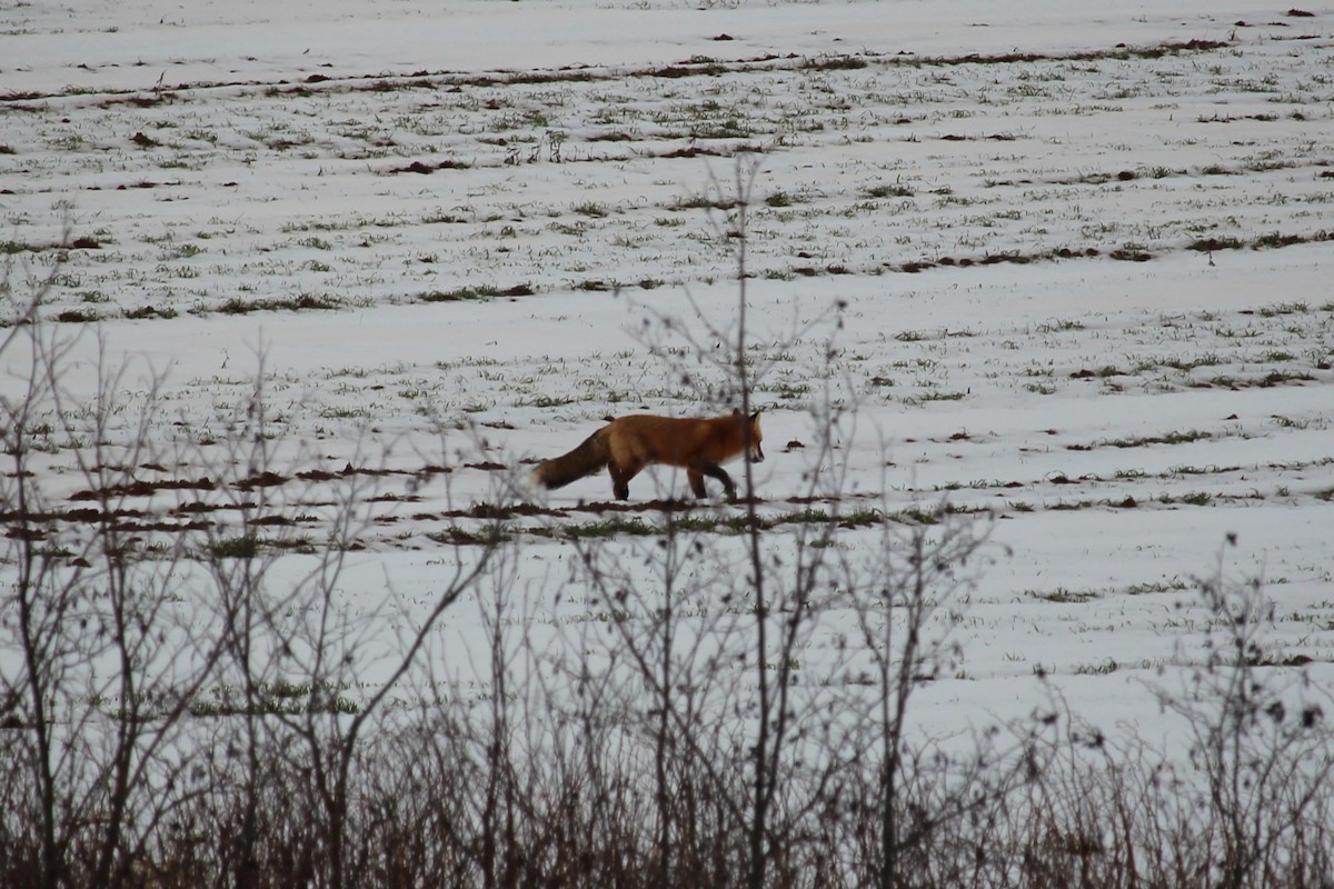 Red Fox - ML647088515