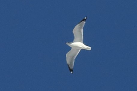 Ring-billed Gull - ML647088531