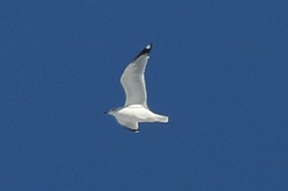 Ring-billed Gull - ML647088532