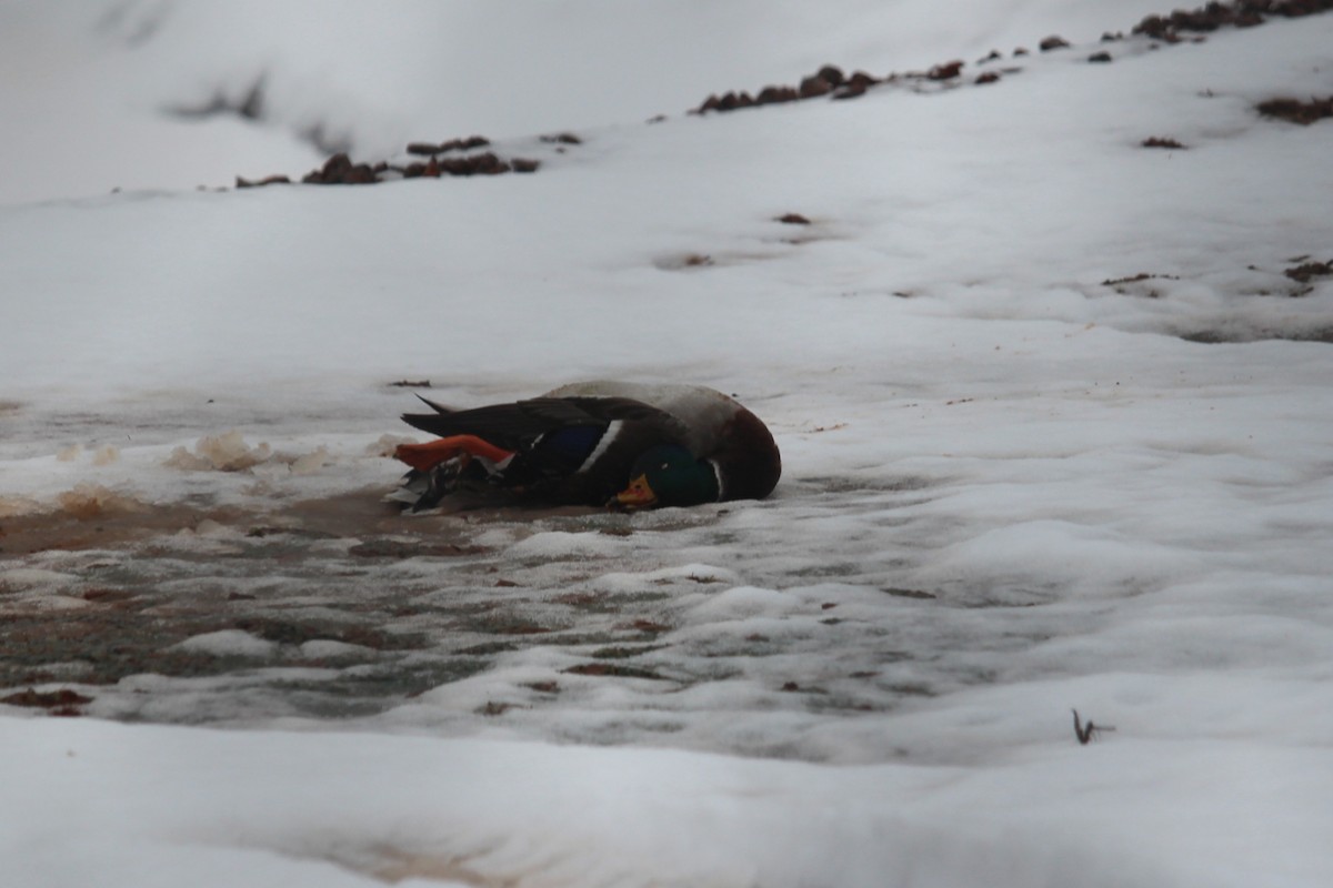 Mallard - ML647088541