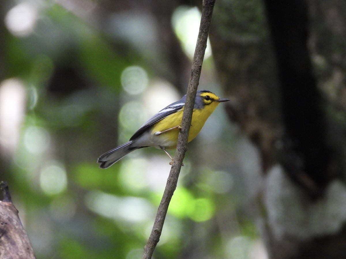 St. Lucia Warbler - ML647088543