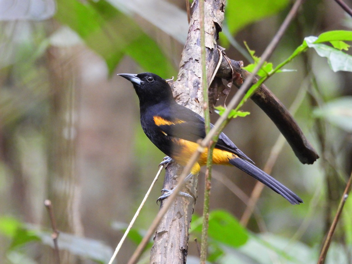 Saint-Lucia-Trupial - ML647088550