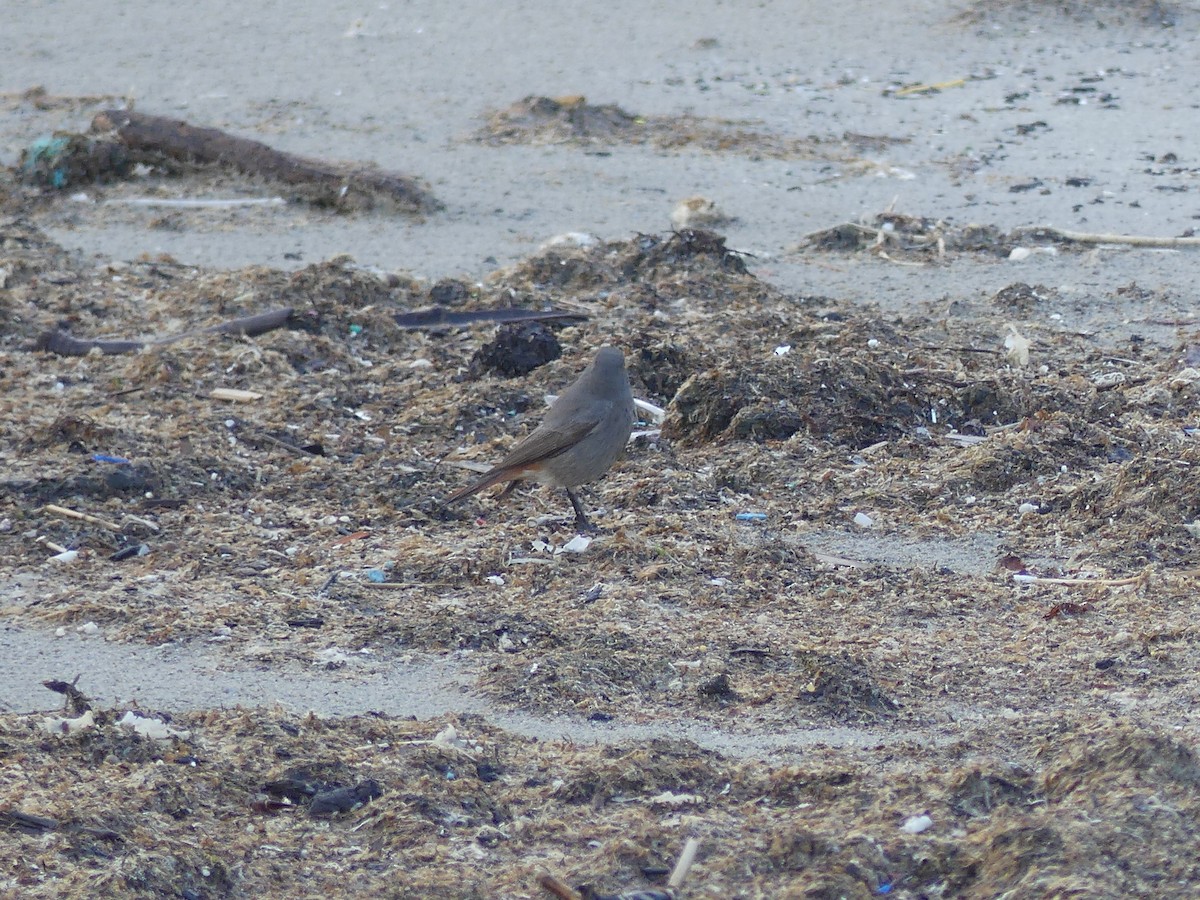 Black Redstart - ML647088552