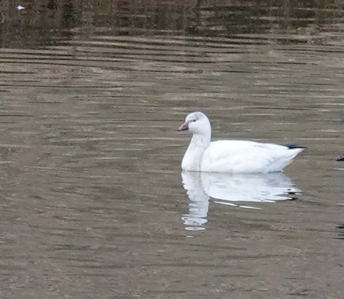 Ross's Goose - ML647088553
