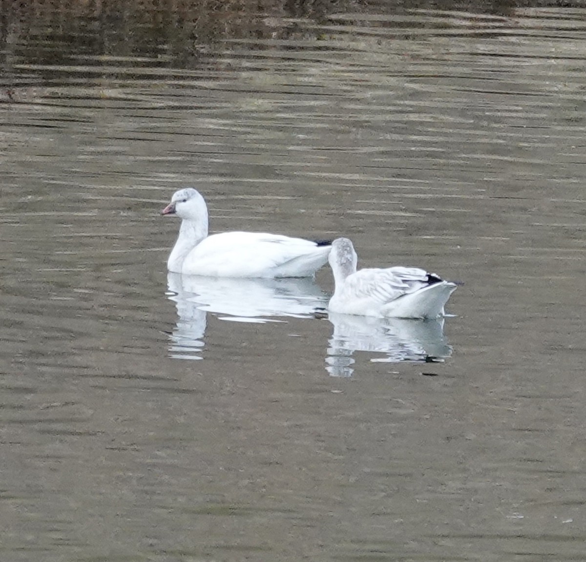 Ross's Goose - ML647088554