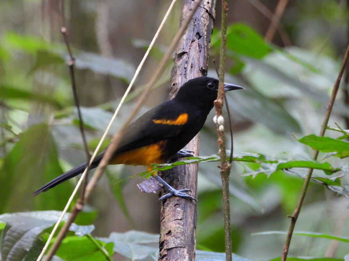 Saint-Lucia-Trupial - ML647088555