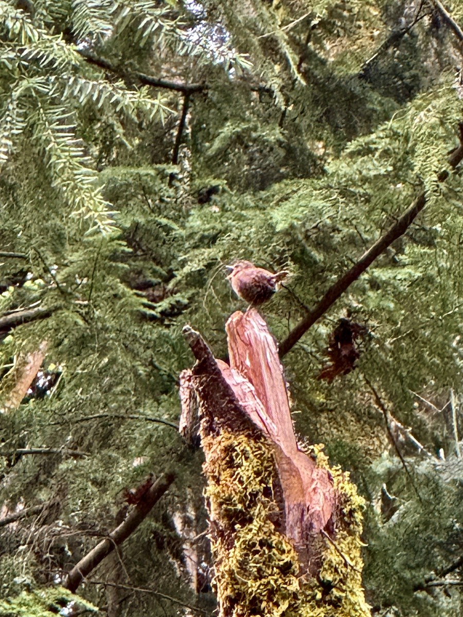 Pacific Wren - ML647088569