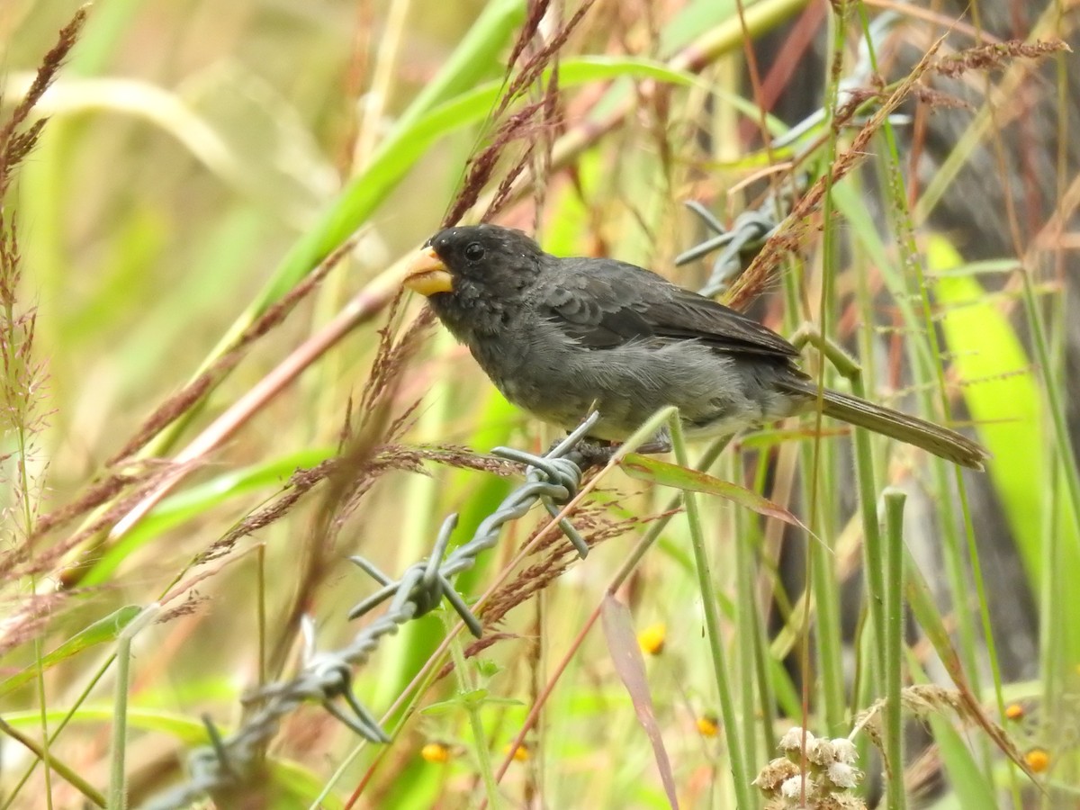 アシグロヒメウソ - ML647088572