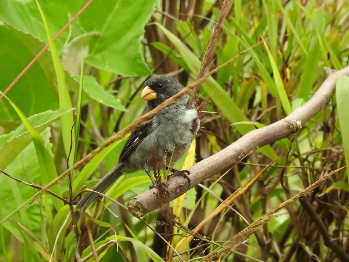 アシグロヒメウソ - ML647088573