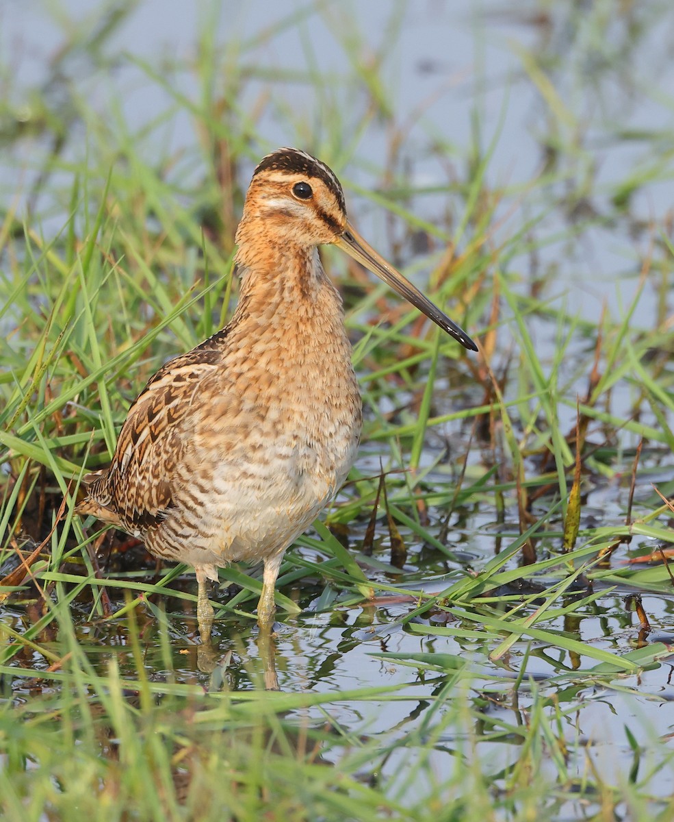 חרטומית ביצות - ML647088578