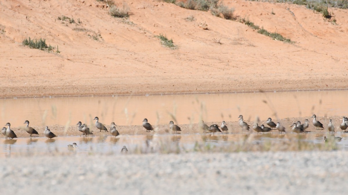 Gray Teal - ML647088581