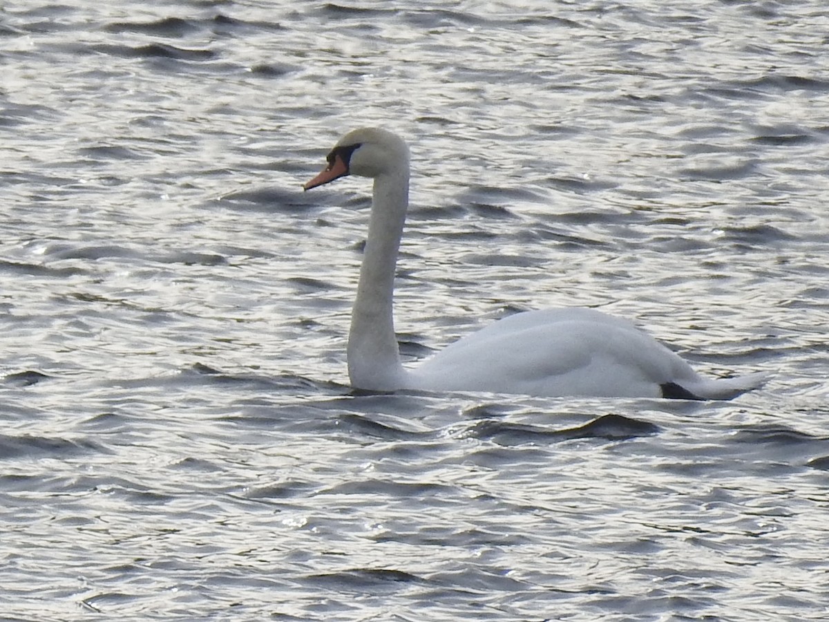 Лебідь-шипун - ML647088584