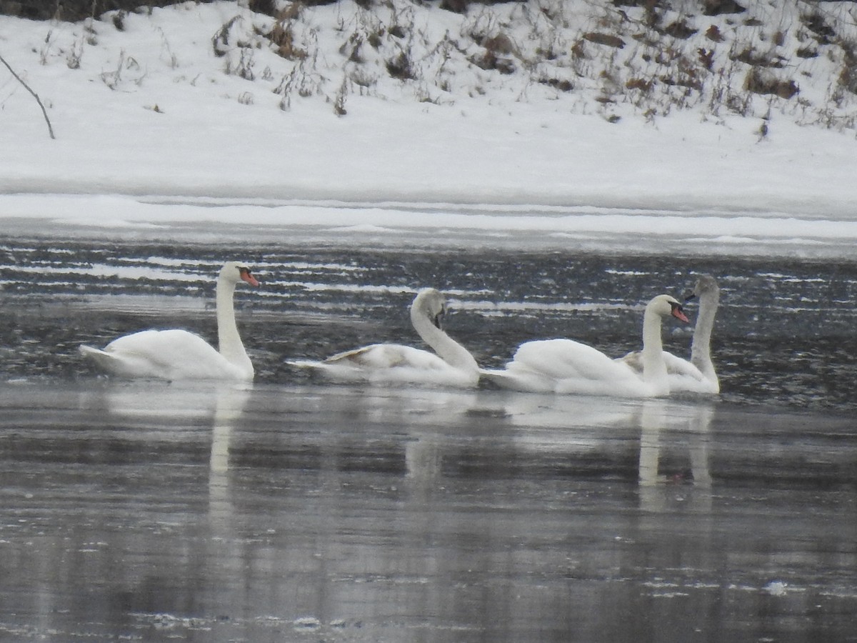 Лебідь-шипун - ML647088586