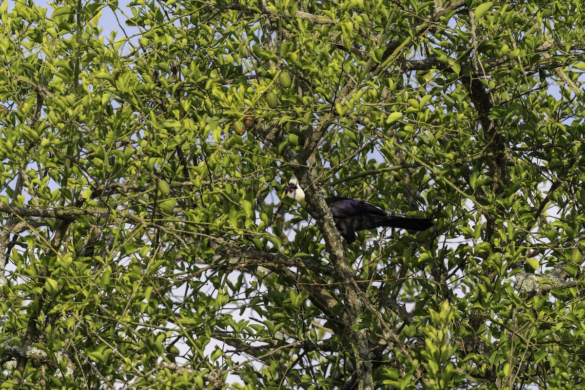 White-crested Turaco - ML647088588