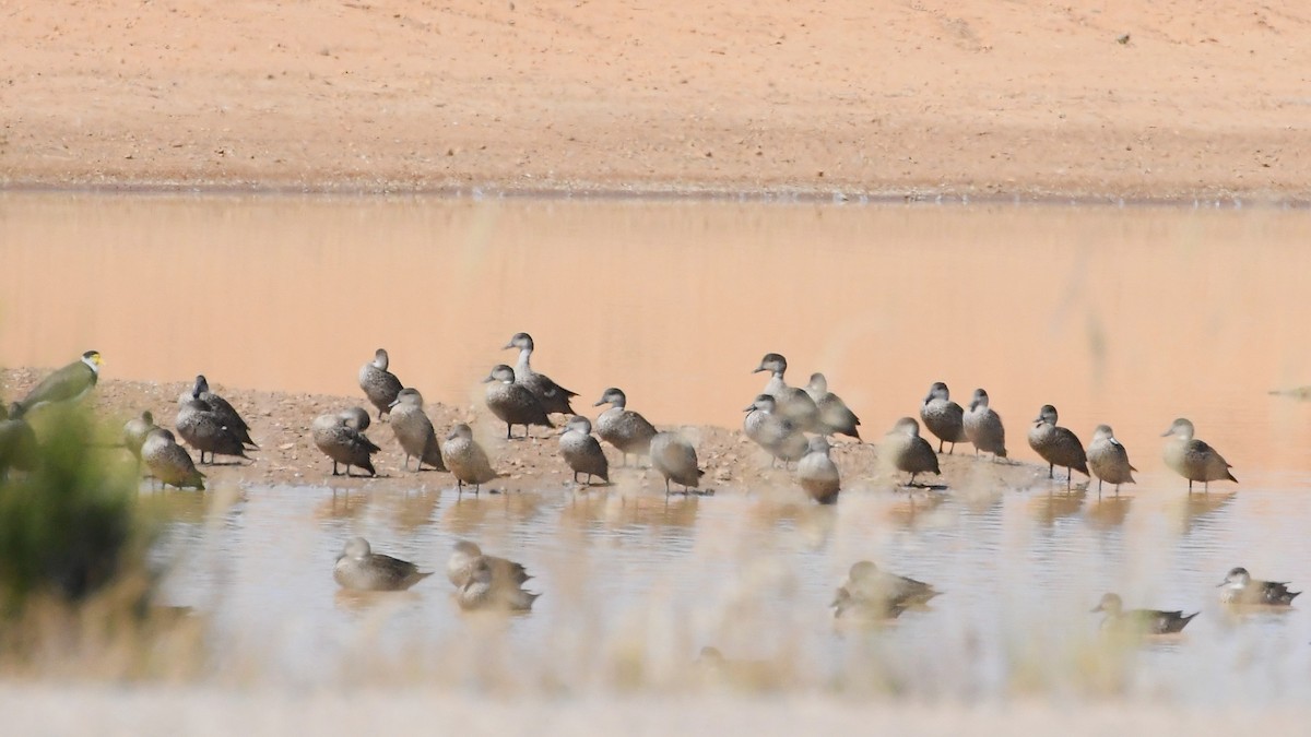 Gray Teal - ML647088590