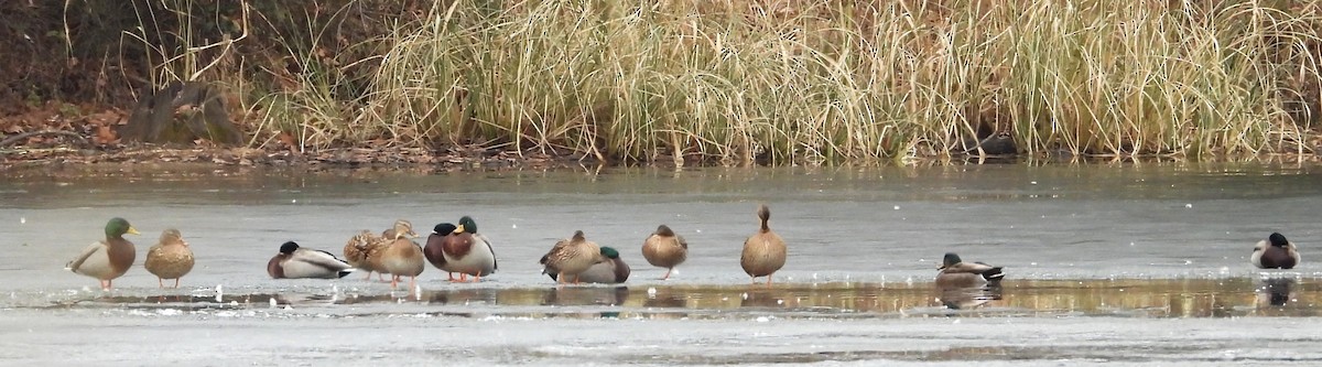 Mallard - ML647088591