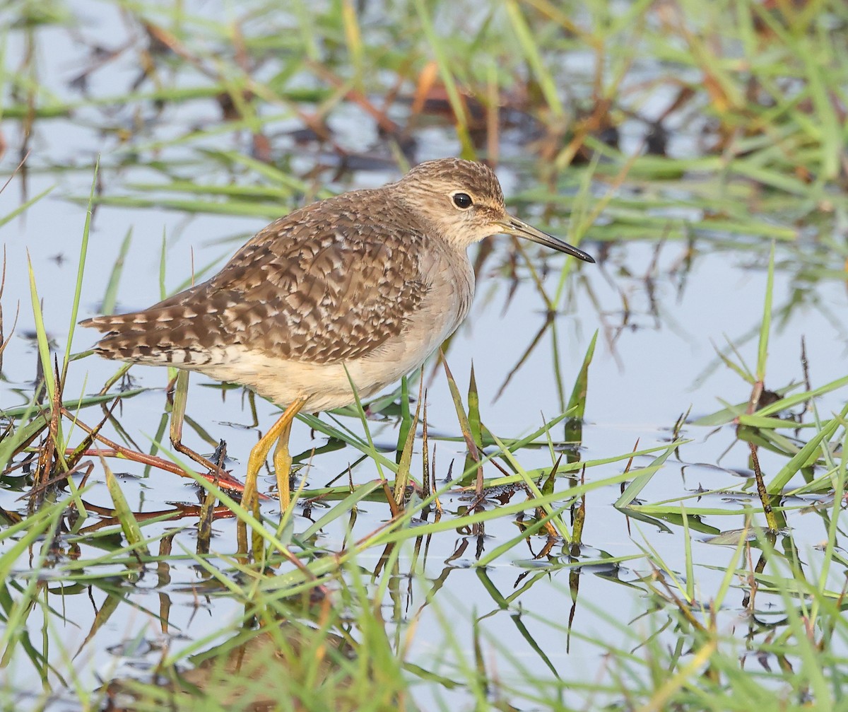 Bruchwasserläufer - ML647088592