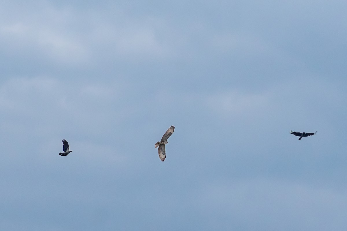 Common Buzzard (Western) - ML647088593