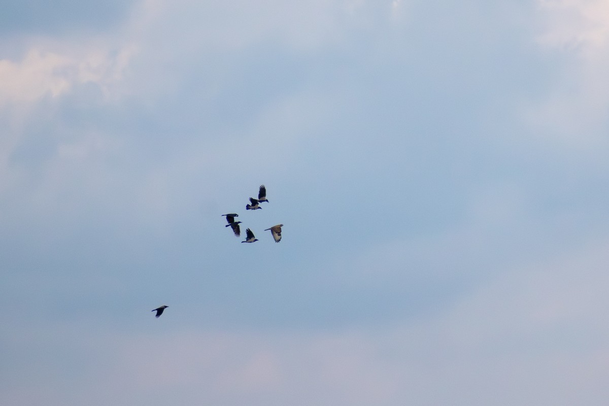 Common Buzzard (Western) - ML647088594